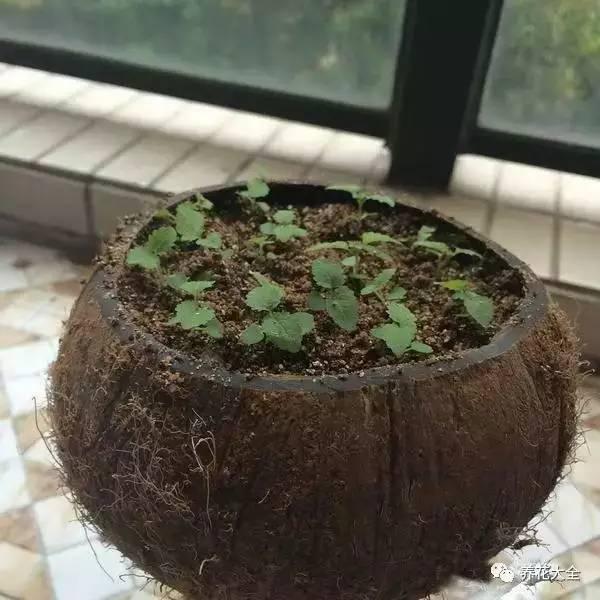 养花技巧