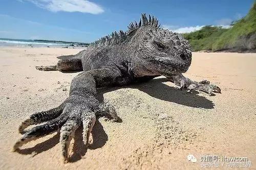 海鬣蜥