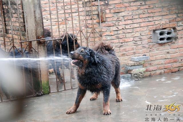 藏獒养殖基地 藏獒养殖基地（藏獒养殖技术） 动物