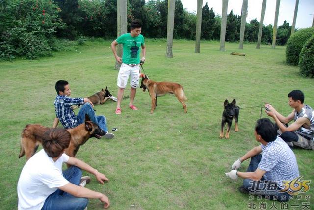 藏獒养殖基地