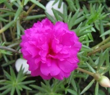 太阳花花语 太阳花花语（太阳花花语是什么意思） 生活