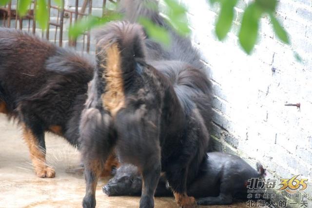 藏獒养殖基地 藏獒养殖基地（藏獒养殖技术） 动物