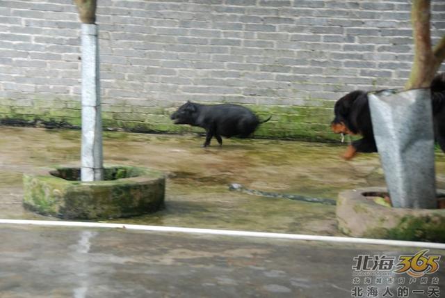 藏獒养殖基地 藏獒养殖基地（藏獒养殖技术） 动物