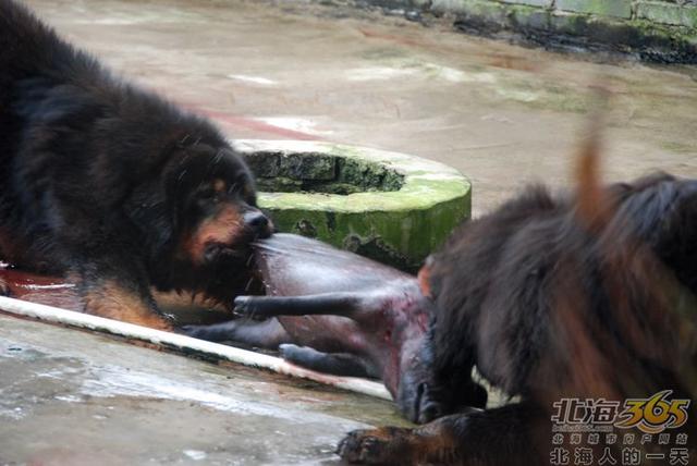 藏獒养殖基地 藏獒养殖基地（藏獒养殖技术） 动物