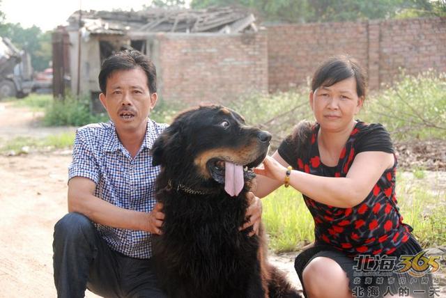 藏獒养殖基地 藏獒养殖基地（藏獒养殖技术） 动物