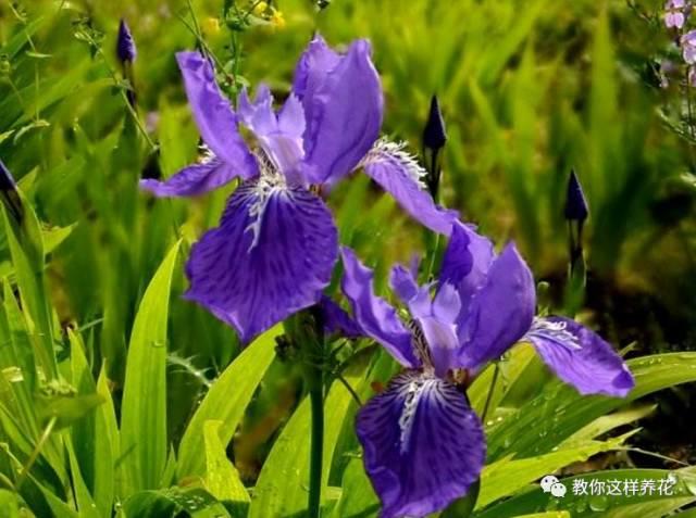 风中花语 风中花语（风中花雨楼） 生活