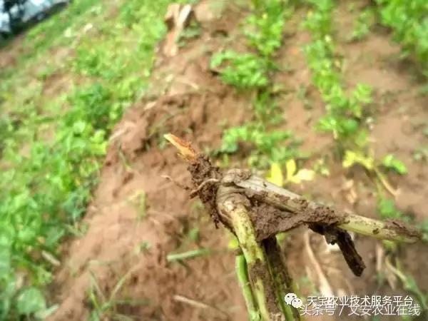 史上最全芹菜高清病害图谱！15