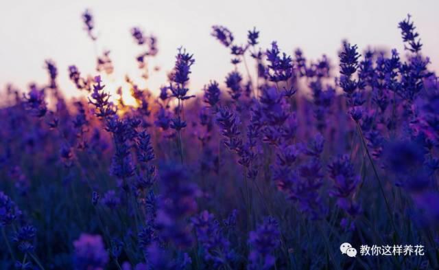 风中花语 风中花语（风中花雨楼） 生活