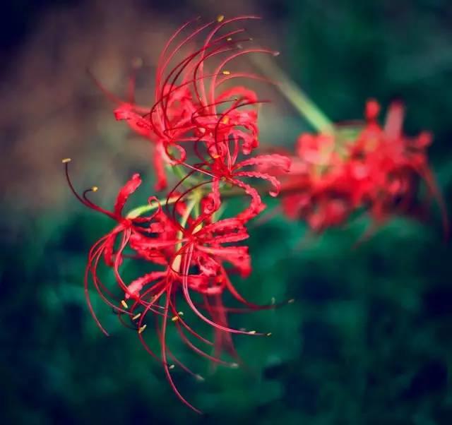 风中花语 风中花语（风中花雨楼） 生活