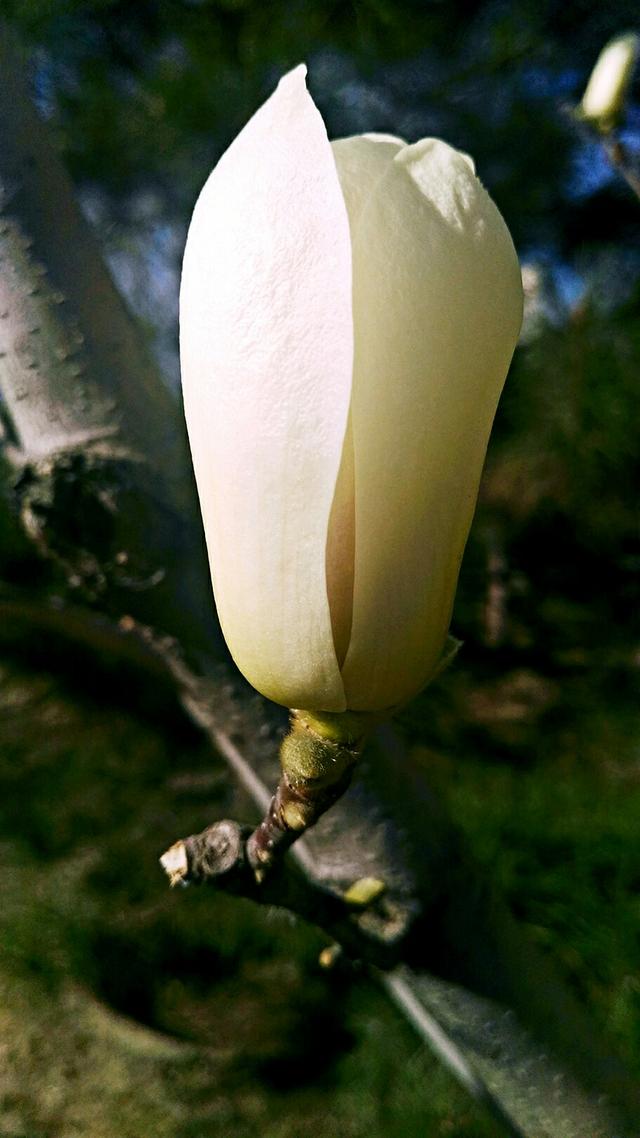 白玉兰花语 白玉兰花语（白玉兰花寓意什么） 生活