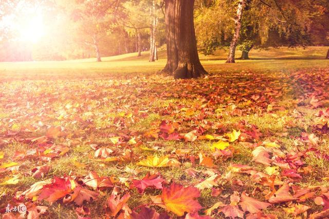 高血压吃什么食物能够缓解？高血压能吃梨吗，看这篇保你学会