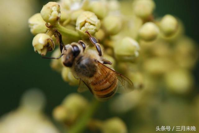 蜂蜜排行榜