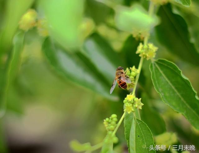 蜂蜜排行榜