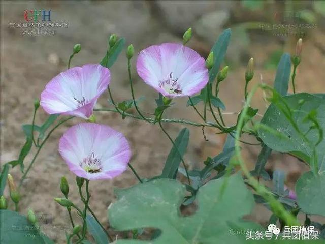 冬小麦化学除草技术及注意的问题5