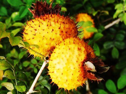 抗衰老的食物刺梨(野生刺梨果图片) - 爱秀时尚网