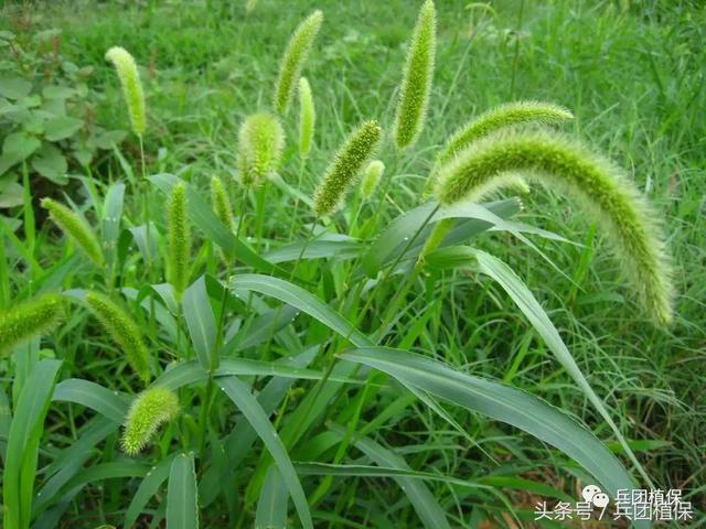 冬小麦化学除草技术及注意的问题2