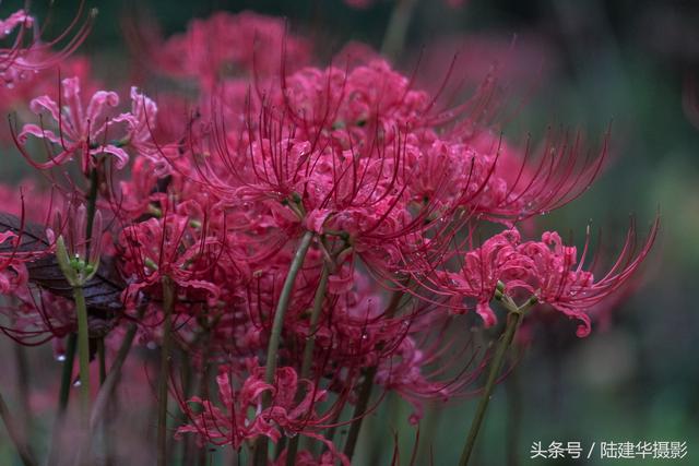 太湖鼋头渚（太湖鼋头渚风景区介绍）