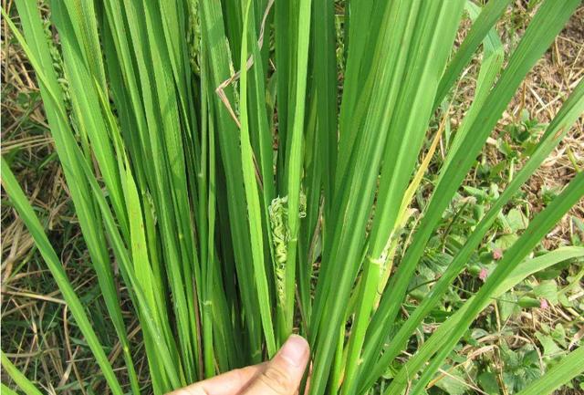 水稻生产中常见的4种药害类型及补救措施，快收藏备用！