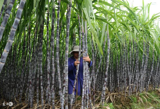 如何防治甘蔗上的蚜虫、螟虫及病害？