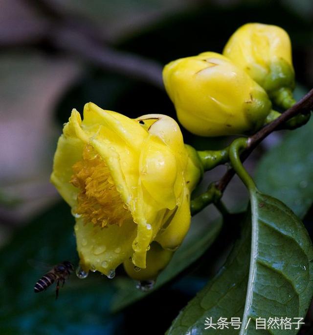 活化石植物