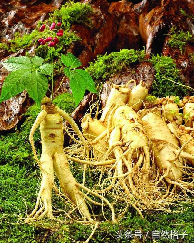 植物活化石有哪些 植物活化石有哪些（植物中的活化石有哪些树） 生活