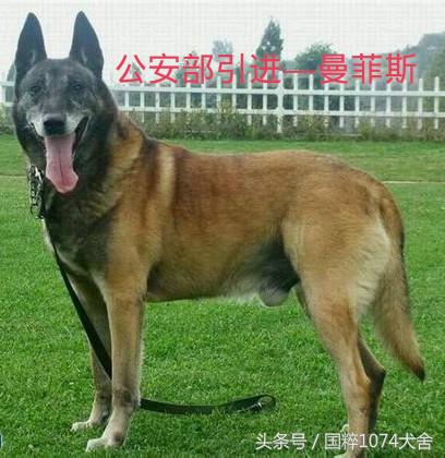 中国马犬