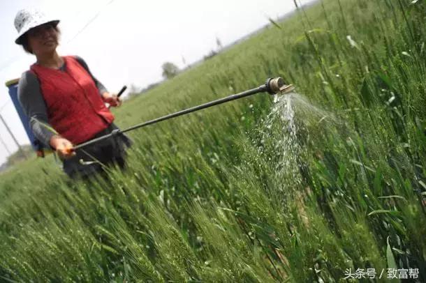 「你问我答」杂稻怎么处理？牲畜草噎怎么办？什么是农药助剂？5