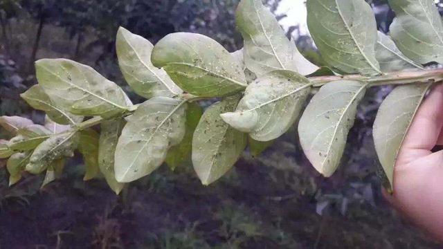 阳台养花种菜，用这个可以喝的杀虫剂，害虫死光光11