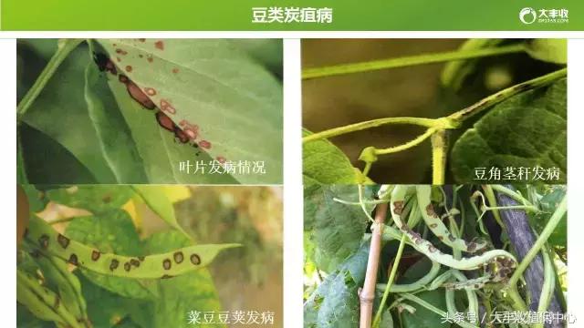 看过来，这里有你想要的豆类10大病害防治方法！4