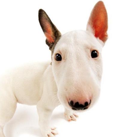 斗牛梗斗牛梗是不是烈性犬