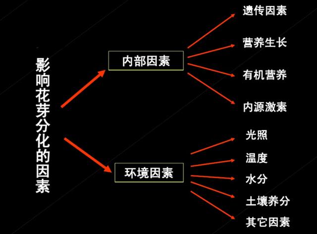 果树栽培技术｜促果树花芽分化的八个措施