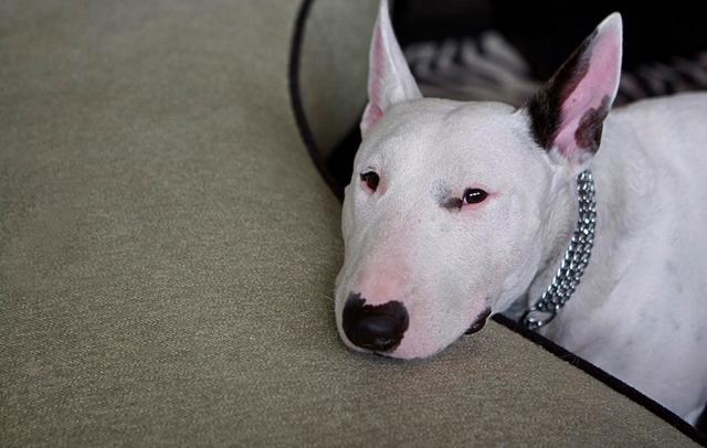 斗牛梗斗牛梗是不是烈性犬