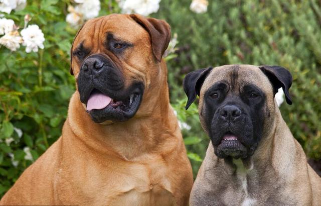 斗牛马士提夫犬 斗牛马士提夫犬（马士提夫犬多少钱一只纯种） 动物