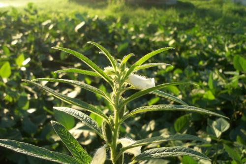 家里种芝麻的农户赚到了，用芝麻叶自制农药，便宜又好用！5