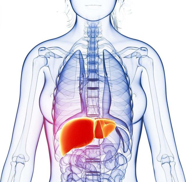 疼痛部位一般位于肝区,肝癌中晚期患者的肝区疼痛一般位于右肋部或
