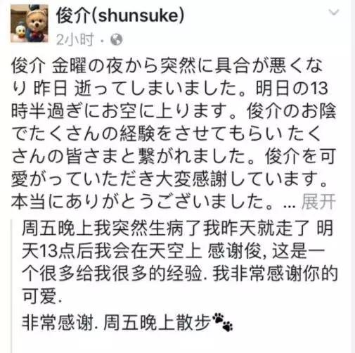 小狗俊介 小狗俊介（小狗俊介开箱视频） 动物