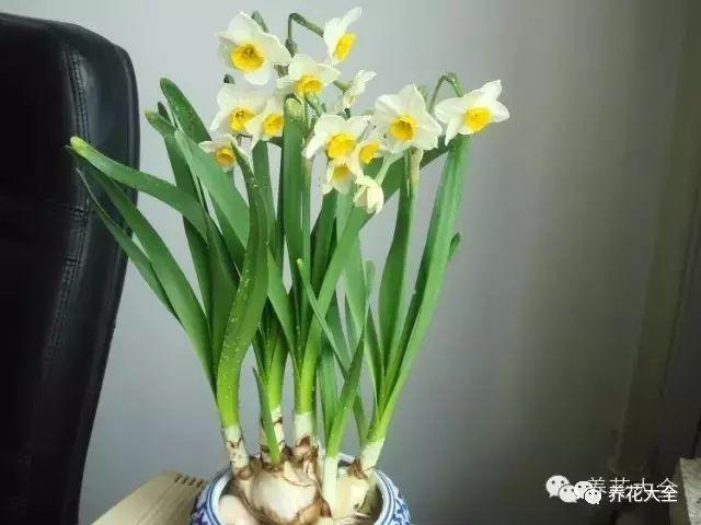 冬天开什么花