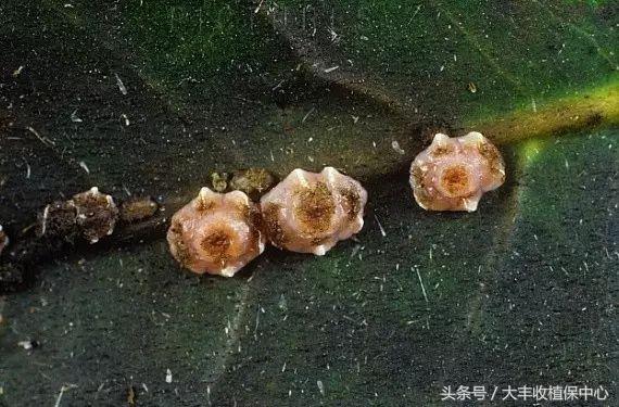 芒果上常见的这几种介壳虫，4个防治关键点请收下！16