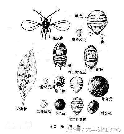 芒果上常见的这几种介壳虫，4个防治关键点请收下！14