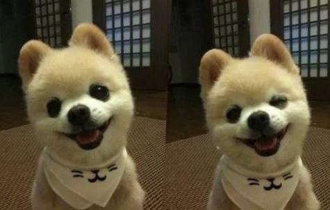 萌犬俊介是什么品种 萌犬俊介是什么品种