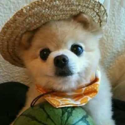 萌犬俊介是什么品种 萌犬俊介是什么品种