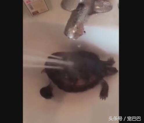 乌龟洗澡