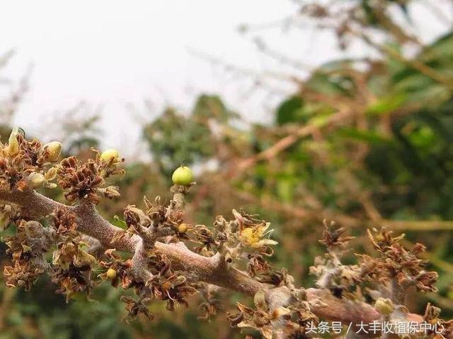 所有人 芒果花果期遭遇白粉病，必须重点防治！（附方案）5