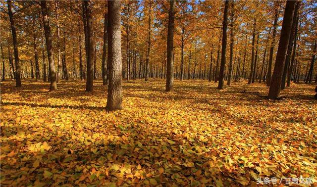卓尼狼牙破碎机