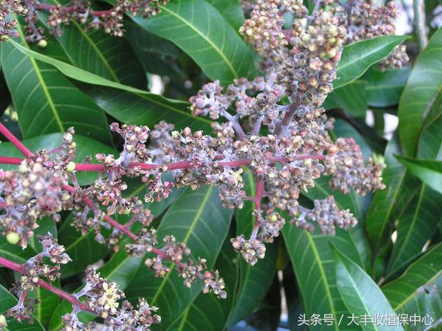 所有人 芒果花果期遭遇白粉病，必须重点防治！（附方案）6