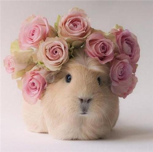 荷兰鼠图片(荷兰鼠图片多少钱一个) 注册公司 第1张