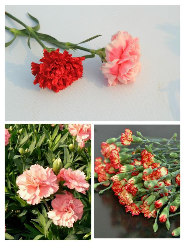 粉色康乃馨的花语