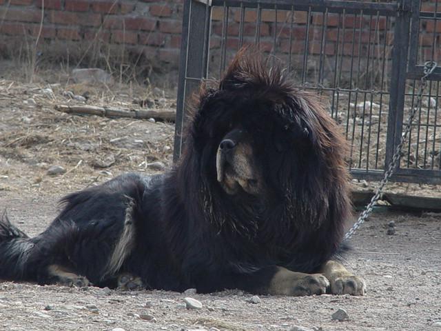 藏獒天龙