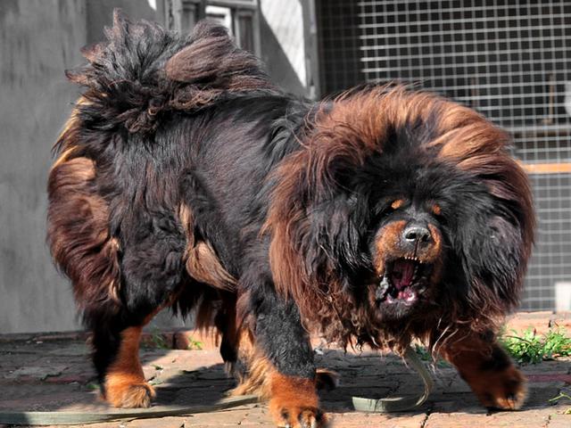 中国本土的大型犬图片