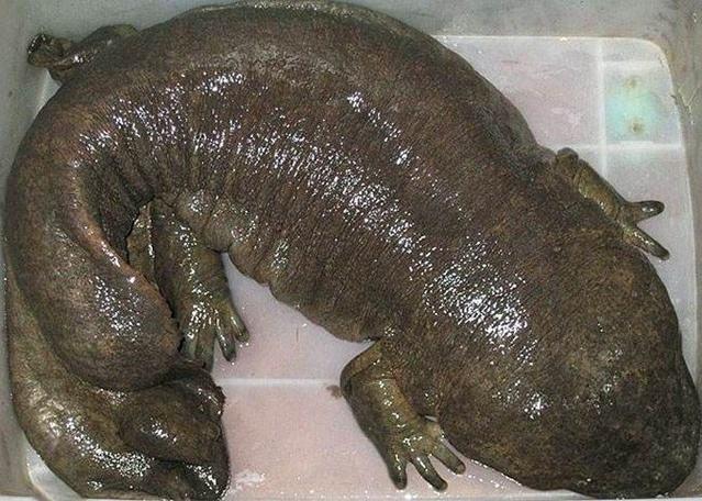 娃娃鱼吃什么(巧克力娃娃鱼吃什么) 资讯 第1张